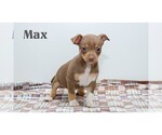 Small #14 Chihuahua