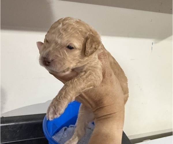 Medium Photo #3 Poodle (Miniature) Puppy For Sale in CONCORD, MN, USA