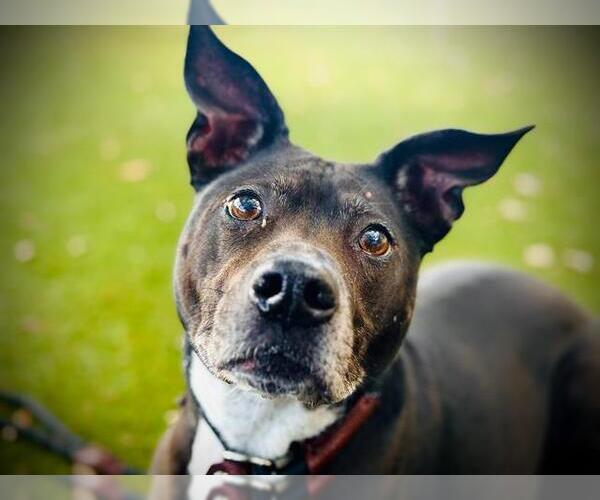 Medium Photo #3 Labrador Retriever-Unknown Mix Puppy For Sale in Orlando, FL, USA