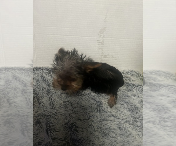 Medium Photo #3 Yorkshire Terrier Puppy For Sale in MARTIN, GA, USA
