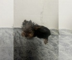 Small #2 Yorkshire Terrier