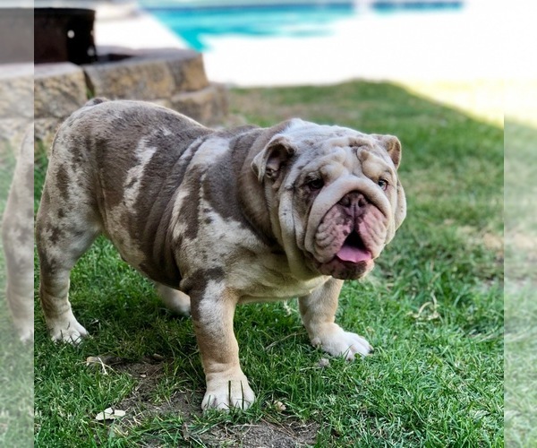 View Ad Bulldog Puppy for Sale near California, MURRIETA