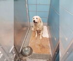 Small #11 Great Pyrenees Mix