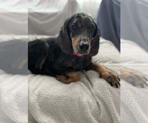 Mutt Dogs for adoption in Elmsford, NY, USA