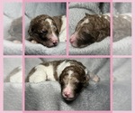 Puppy 7 Goldendoodle
