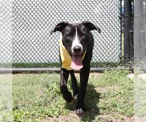 American Staffordshire Terrier-Unknown Mix Dogs for adoption in San Antonio, TX, USA