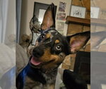 Small Photo #2 Mutt Puppy For Sale in FAIRLAWN, OH, USA