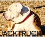 Small Photo #1 America Bandogge Mastiff Puppy For Sale in WOODVILLE, TX, USA