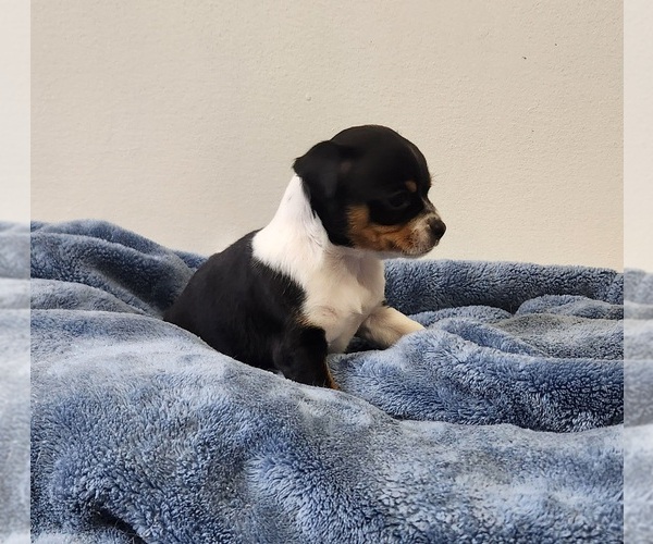 Medium Photo #33 Chihuahua Puppy For Sale in RUSTBURG, VA, USA