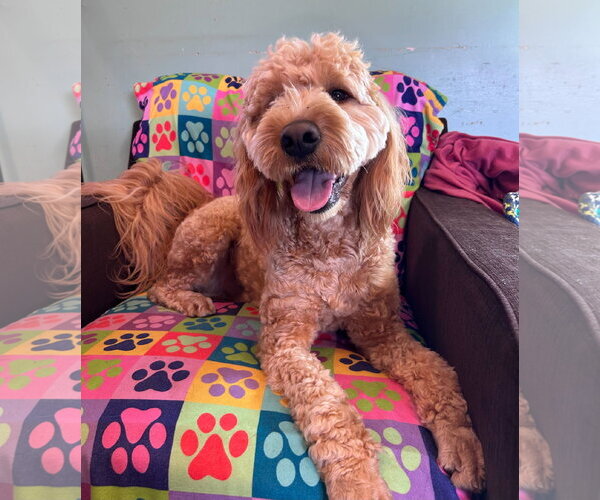 Medium Photo #2 Goldendoodle Puppy For Sale in Pacolet, SC, USA