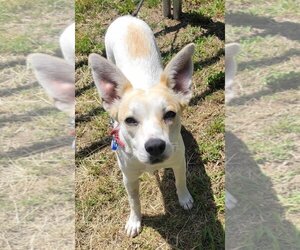 Labrador Retriever-Rat Terrier Mix Dogs for adoption in San Diego, CA, USA