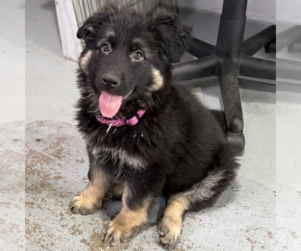 Medium Photo #13 German Shepherd Dog Puppy For Sale in BRIGHTON, CO, USA