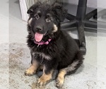 Small #12 German Shepherd Dog
