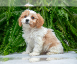 Puppy Lionel Cavachon