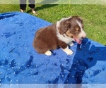 Small #4 Miniature American Shepherd