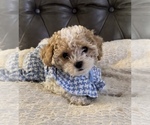 Puppy Ariel Maltipoo