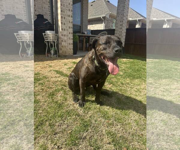 Medium Photo #2 Mastiff-Unknown Mix Puppy For Sale in Dallas, TX, USA