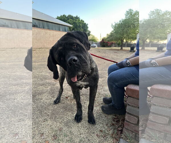 Medium Photo #1 Mastiff Puppy For Sale in Goodyear, AZ, USA