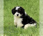 Small #2 Bernedoodle (Miniature)