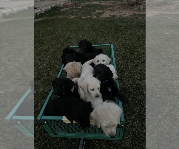 Medium Photo #1 Labradoodle Puppy For Sale in WILLCOX, AZ, USA