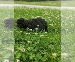 Small Photo #5 Aussiedoodle Puppy For Sale in SPENCER, TN, USA