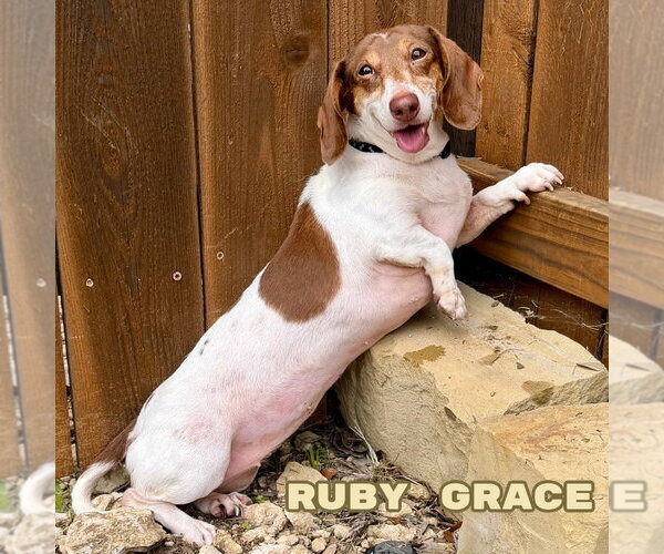 Medium Photo #2 Dachshund Puppy For Sale in San Antonio, TX, USA