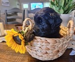Small Photo #20 Goldendoodle Puppy For Sale in LOUISA, VA, USA