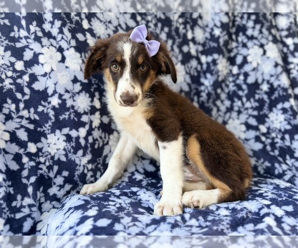 Medium Photo #8 Miniature Australian Shepherd Puppy For Sale in LAKELAND, FL, USA
