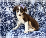 Small #7 Miniature Australian Shepherd
