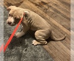Small Photo #31 American Bully Puppy For Sale in BUFFALO, NY, USA