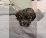 Small #9 Maltipom