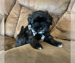 Puppy Scottie Maltipoo