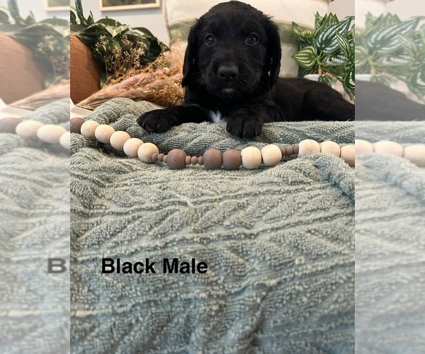 Medium Photo #2 Golden Mountain Doodle  Puppy For Sale in CHOUDRANT, LA, USA