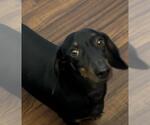 Small #6 Dachshund