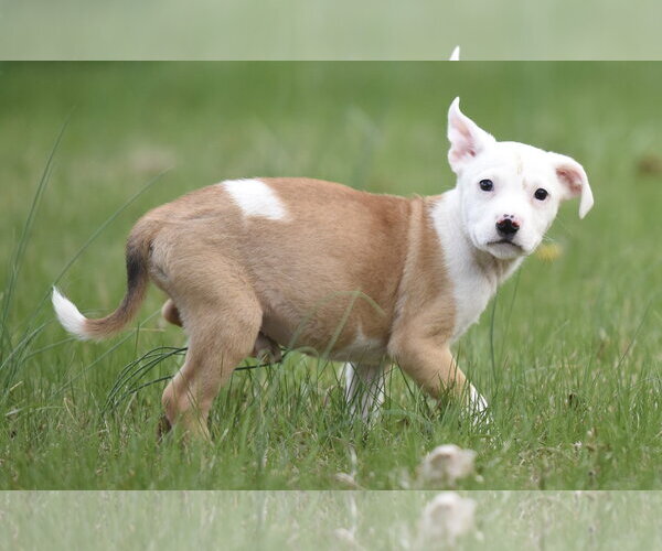 Medium Photo #3 Chihuahua-Unknown Mix Puppy For Sale in Mechanicsburg, PA, USA