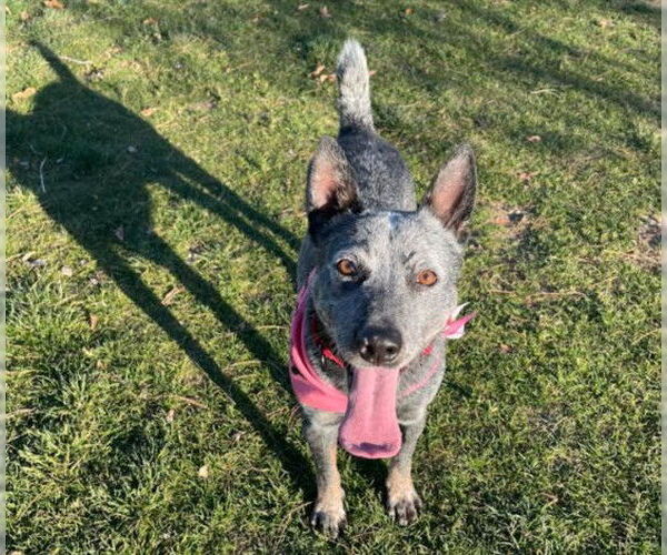 Medium Photo #1 Mutt Puppy For Sale in Las Vegas, NV, USA