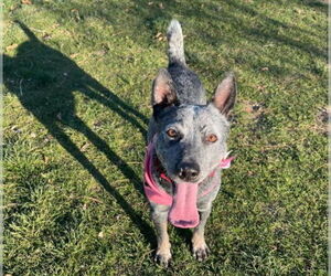 Mutt Dogs for adoption in Las Vegas, NV, USA