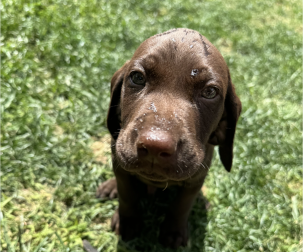 Medium Photo #3 German Shorthaired Pointer Puppy For Sale in FRANKLIN, KY, USA