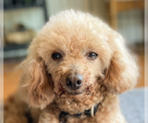 Poodle (Miniature) Dogs for adoption in San Ramon, CA, USA