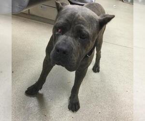 Mutt Dogs for adoption in Riverside, CA, USA