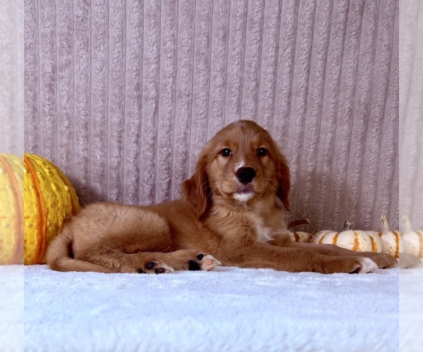 Medium Photo #4 Golden Retriever Puppy For Sale in INDIANAPOLIS, IN, USA