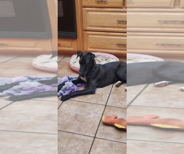 Medium Photo #11 Labrador Retriever-Unknown Mix Puppy For Sale in San Diego, CA, USA
