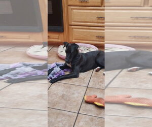 Everest (female) - Female Labrador Retriever-Unknown Mix Dog for Adoption - Photo #11