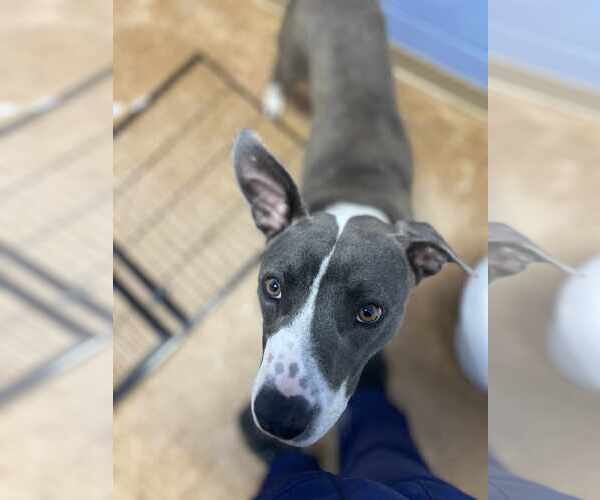 Medium Photo #5 Boxer-Unknown Mix Puppy For Sale in Orangeburg, SC, USA