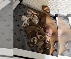 Catahoula Leopard Dog Puppy for sale in KEITHVILLE, LA, USA