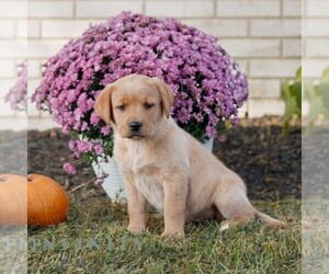 Labrador Retriever Puppy for sale in MORGANTOWN, PA, USA