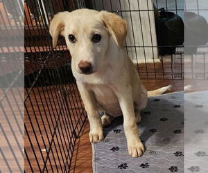 Labrador Retriever-Unknown Mix Dogs for adoption in Rockaway, NJ, USA