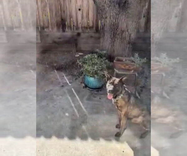 Medium Photo #2 Holland Shepherd-Unknown Mix Puppy For Sale in Woodland Hills, CA, USA