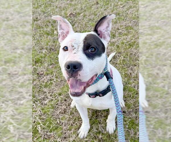 Medium Photo #2 Mutt Puppy For Sale in Forestville, MD, USA