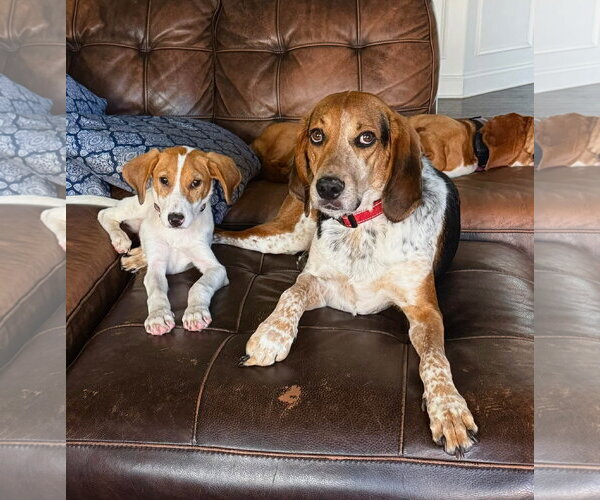 Medium Photo #3 Mutt Puppy For Sale in Greenville, SC, USA
